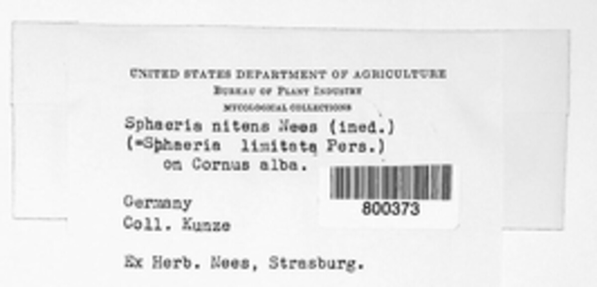 Phyllachora nitens image